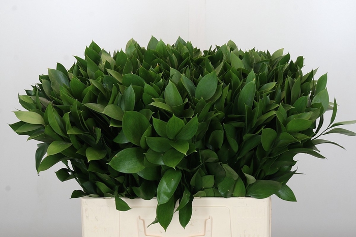 <h4>RUSCUS HYPOPHYLLUM</h4>