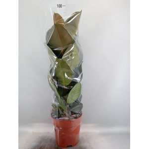 Ficus elastica 'Robusta'