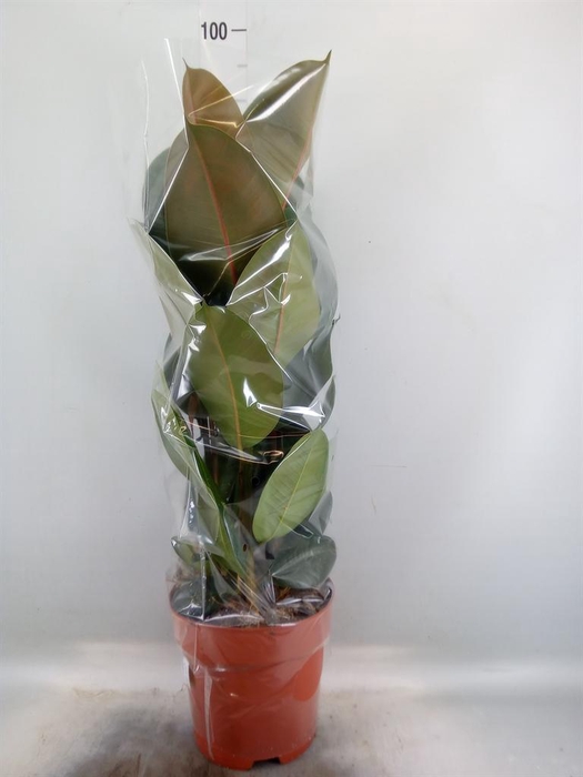 <h4>Ficus elastica 'Robusta'</h4>