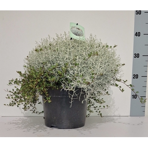 Leucophyta brownii 'Silvercalos'