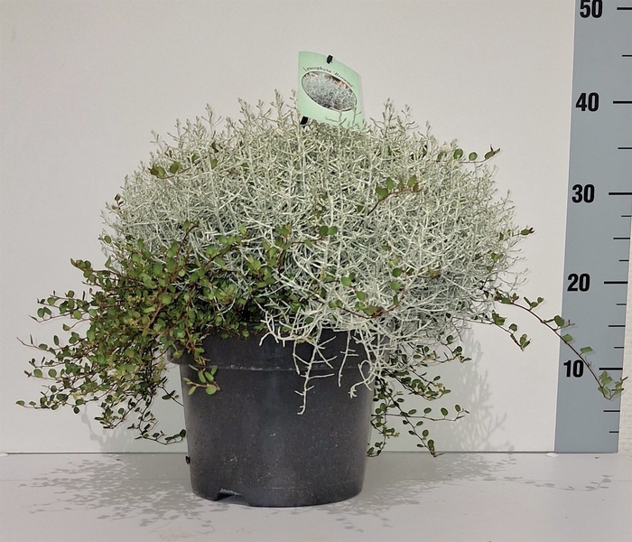 <h4>Leucophyta brownii 'Silvercalos'</h4>