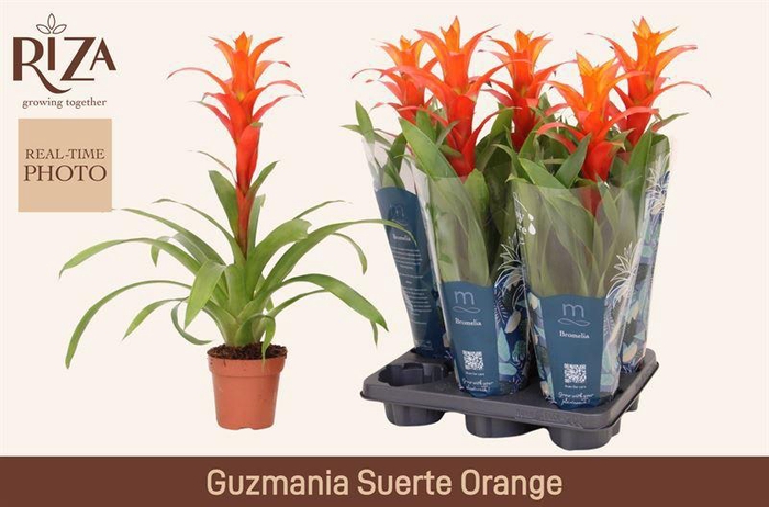 <h4>GUZM SUERTE ORANGE</h4>