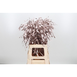 Chasmantium Kl Bh Champagne