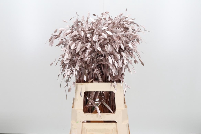 <h4>Chasmantium Kl Bh Champagne</h4>