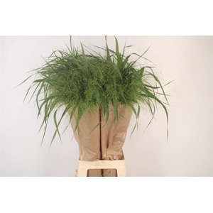 Siergras Panicum Fountain