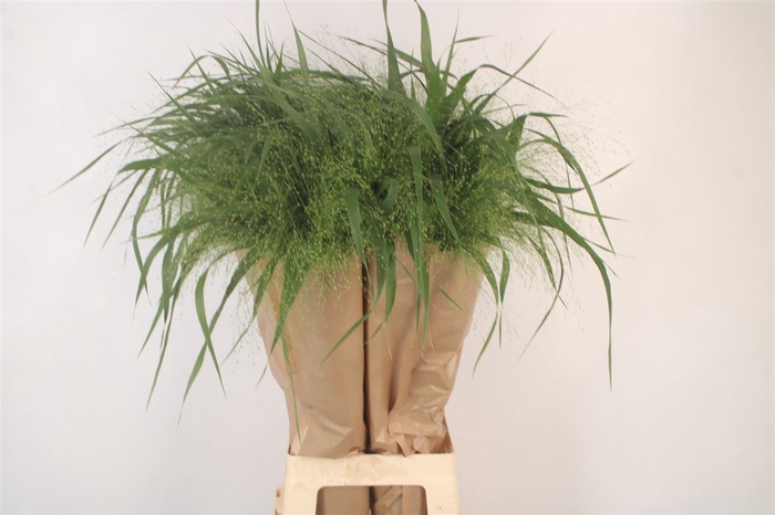 <h4>Siergras Panicum Fountain</h4>