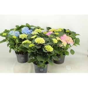 Hydrangea gemengd 23 cm (min. 3 kleuren)