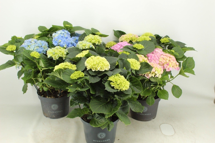 <h4>Hydrangea gemengd 23 cm (min. 3 kleuren)</h4>