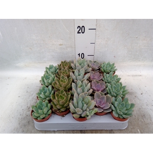 Echeveria   ...mix