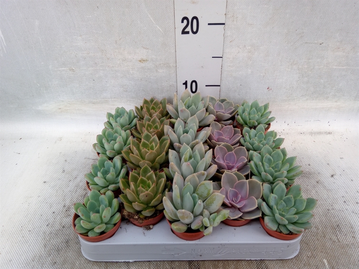 Echeveria   ...mix