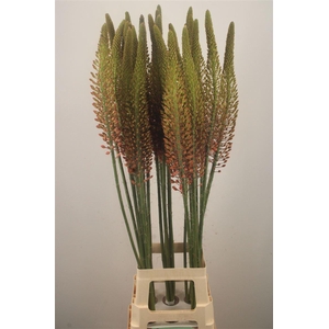 Eremurus Orange Cleopatra