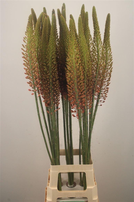 <h4>Eremurus Orange Cleopatra</h4>