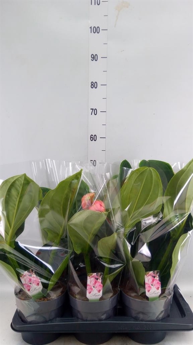<h4>Medinilla magn. 'Flamenco'</h4>