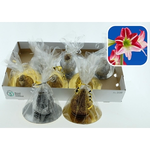 BLOEMBOL HIPPEASTRUM