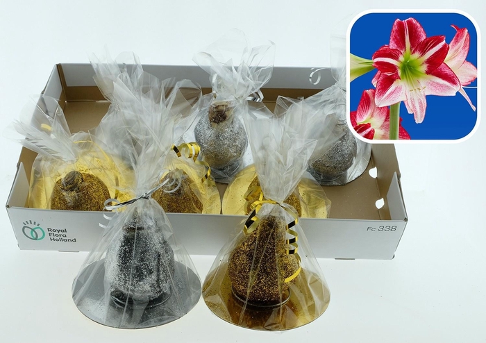 <h4>BLOEMBOL HIPPEASTRUM</h4>