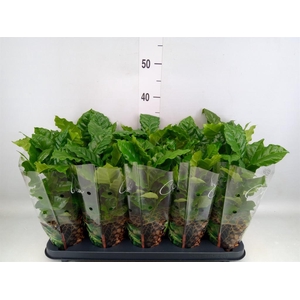 Coffea arabica