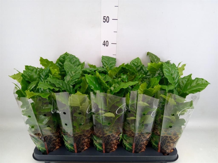 <h4>Coffea arabica</h4>