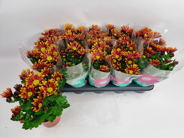 <h4>CHRYS SPLASH ENERGY</h4>