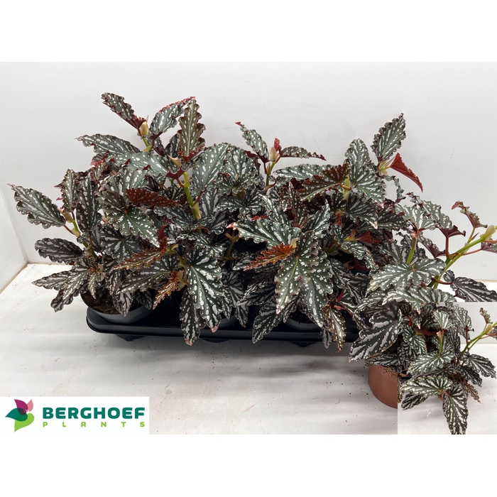 <h4>BEG MA SPOTL  DARK</h4>