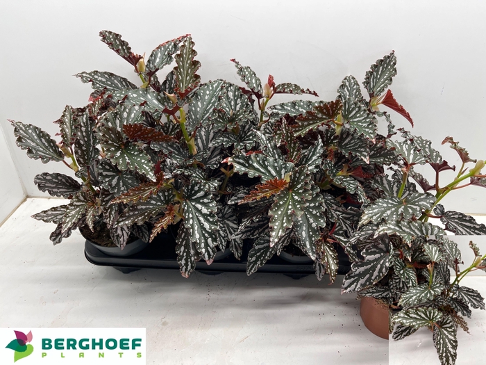 <h4>BEG MA SPOTL  DARK</h4>