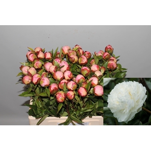 PAEO L GARDENIA