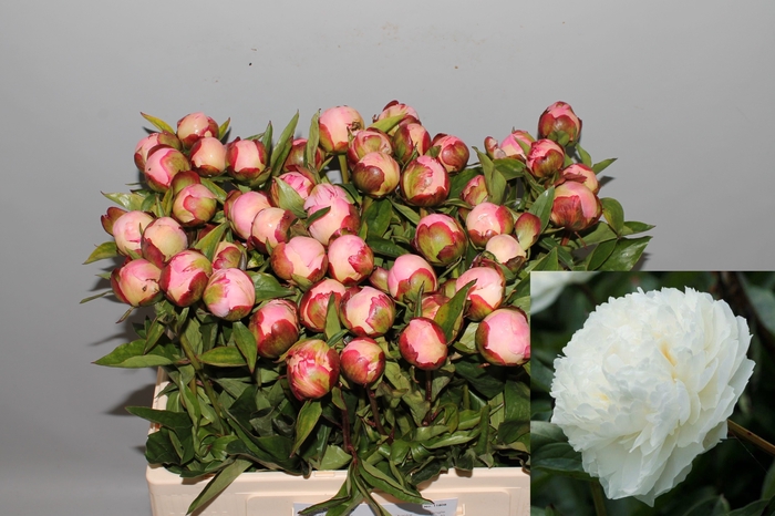 <h4>PAEO L GARDENIA</h4>