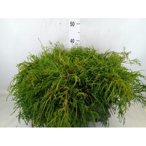 Chamaecyparis pis. 'Filifer Nana'
