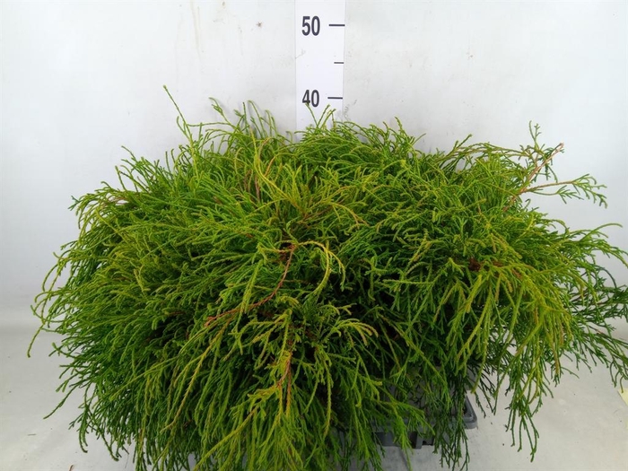 <h4>Chamaecyparis pis. 'Filifer Nana'</h4>