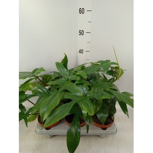 Philodendron   ...