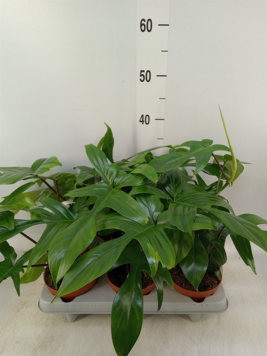 <h4>Philodendron   ...</h4>