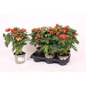 Solanum lycopersicum overig