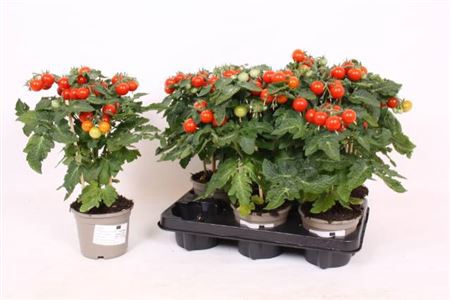 <h4>Solanum lycopersicum overig</h4>