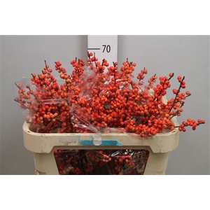 Ilex Ve Oudijks Orange