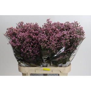 Limonium sinense Blush Diamond