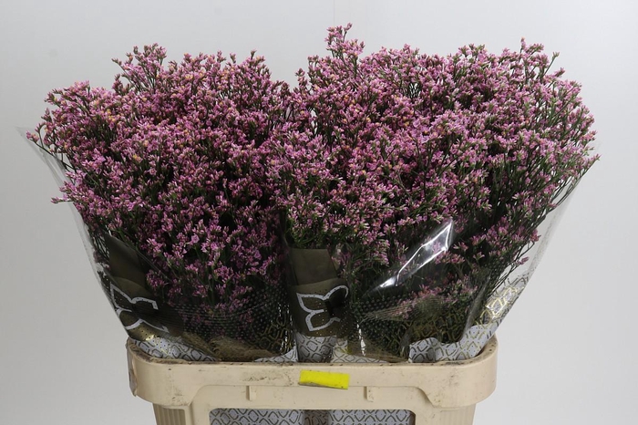 <h4>Limonium sinense Blush Diamond</h4>