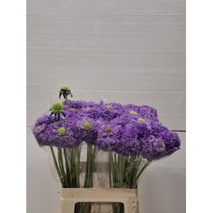 SCAB AT F SCOOP LAVE