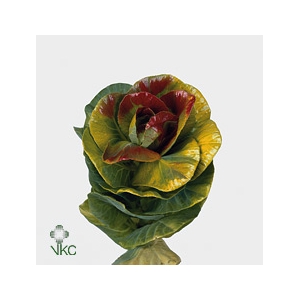 Brassica Zwart Hart Oranje