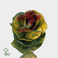 <h4>Brassica Wx (ex) Choco</h4>