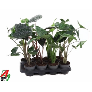 Alocasia gemengd