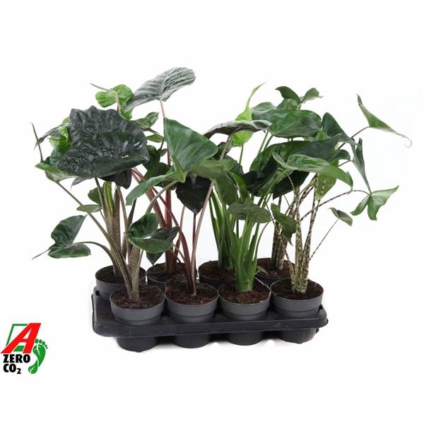 <h4>Alocasia gemengd</h4>