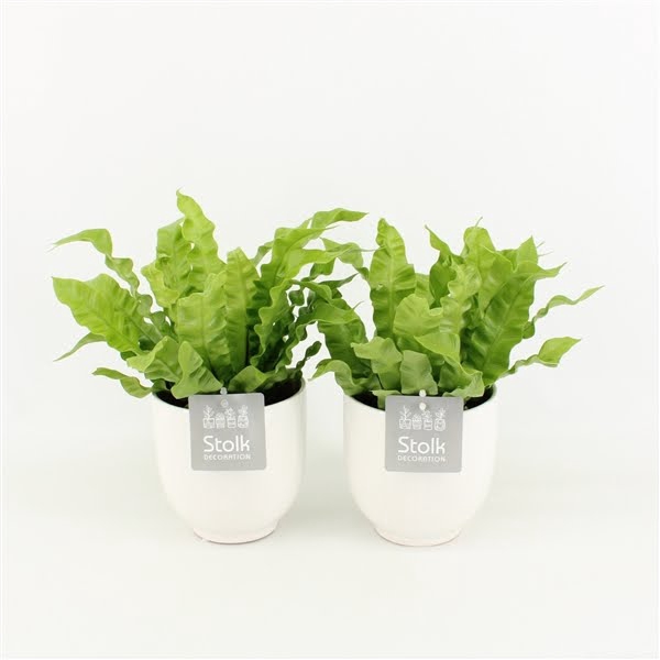 <h4>Asplenium Crispy Wave in Liv Keramiek</h4>