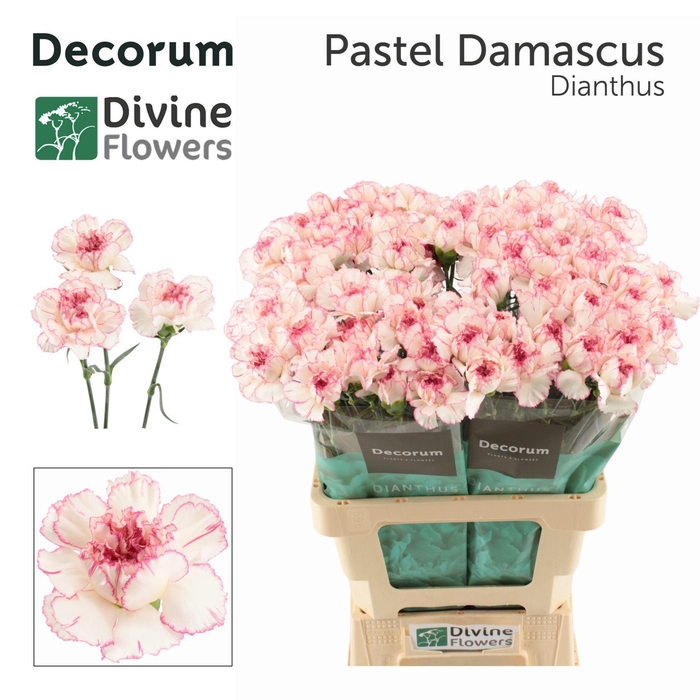 <h4>Dianthus ST 'Pastel Damascus'</h4>