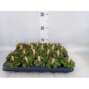 Callisia repens 'Turtle'