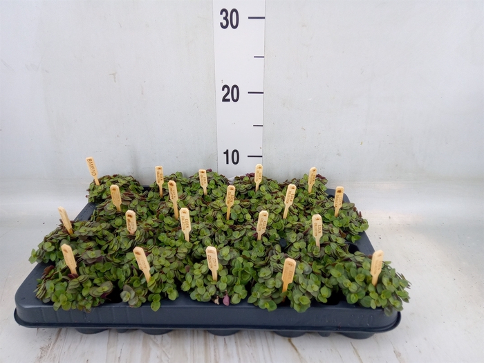 <h4>Callisia repens 'Turtle'</h4>