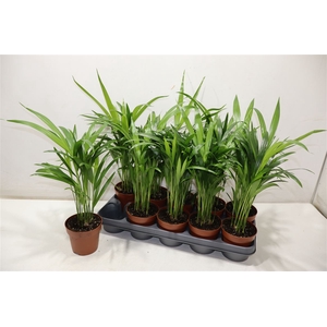 arr8 Dypsis Lutescens