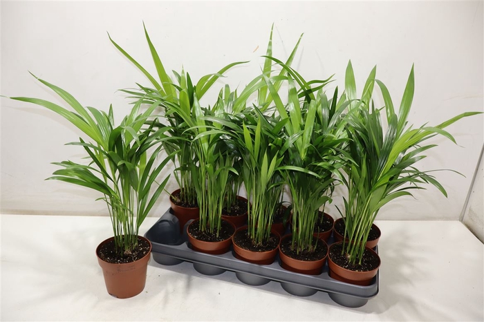<h4>Dypsis Lutescens</h4>