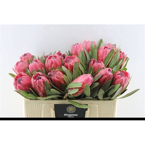 PROTEA RED ICE