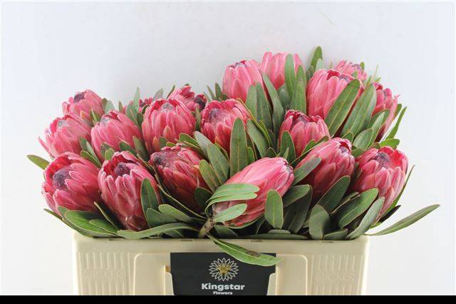 <h4>PROTEA RED ICE</h4>