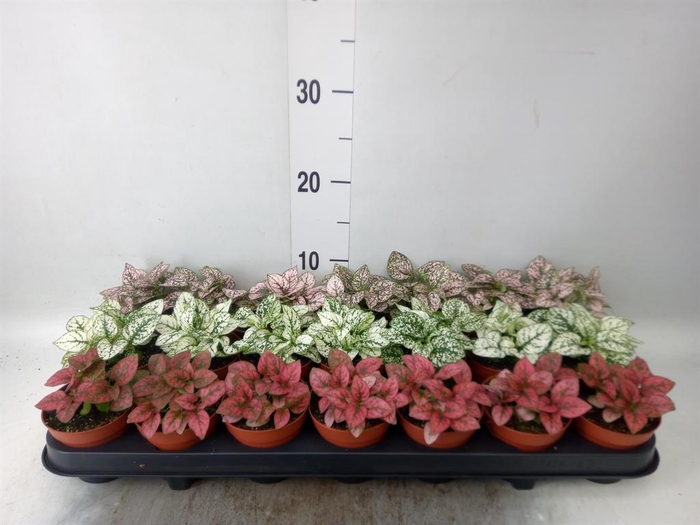 <h4>Hypoestes phyllo.   ...mix</h4>