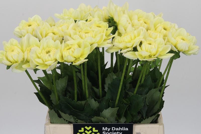 <h4>Dahlia Hilda Special</h4>